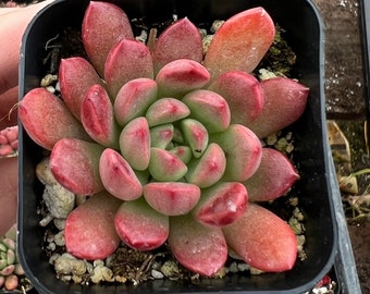 Graptoveria "Bashful", Pink Ruby, Rooted Succulent, Small Plant Gift, Live Plant in 2'', 4'' pot