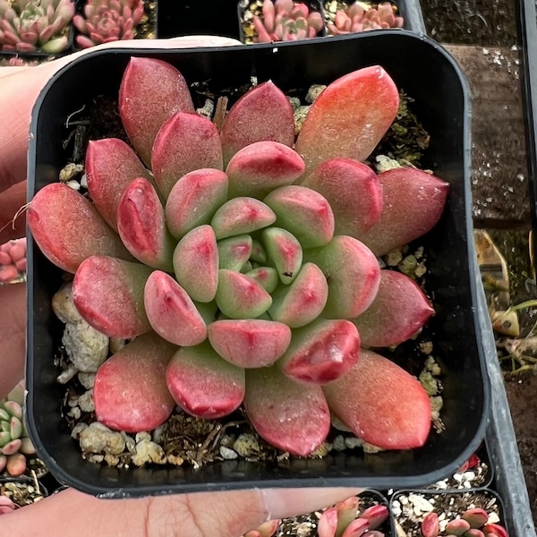 Graptoveria "Bashful", Pink Ruby, Rooted Succulent, Small Plant Gift, Live Plant in 2'', 4'' pot