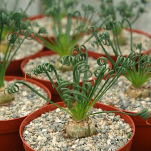 May include: Close-up of a group of potted plants with long, spiralled green leaves. The plants are in brown pots filled with small grey stones.