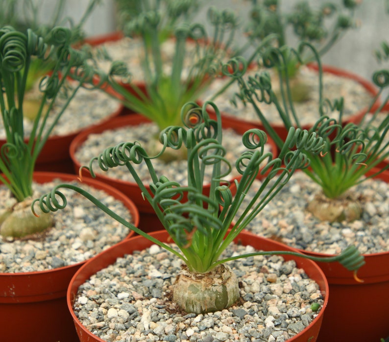 May include: Close-up of a group of potted plants with long, spiralled green leaves. The plants are in brown pots filled with small grey stones.