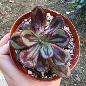 May include: A succulent plant with green and red striped leaves in a terracotta pot. The plant is in a close-up view and the leaves are arranged in a rosette pattern.