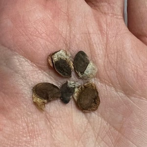 May include: Five brown and white seeds with a rough texture.