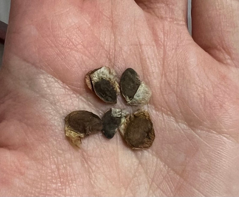 May include: Five brown and white seeds with a rough texture.
