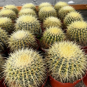 Golden Barrel Cactus, Mother-in-law&#39;s Cushion, Echinocactus Grusonii, Garden Decor Plant, Large Cactus in 8&#39;&#39;, 10&#39;&#39; size