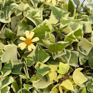 Variegated Wax Ivy, Trailing Plant, Easy Care House Plant in 4&quot;, 6&#39;&#39; pot