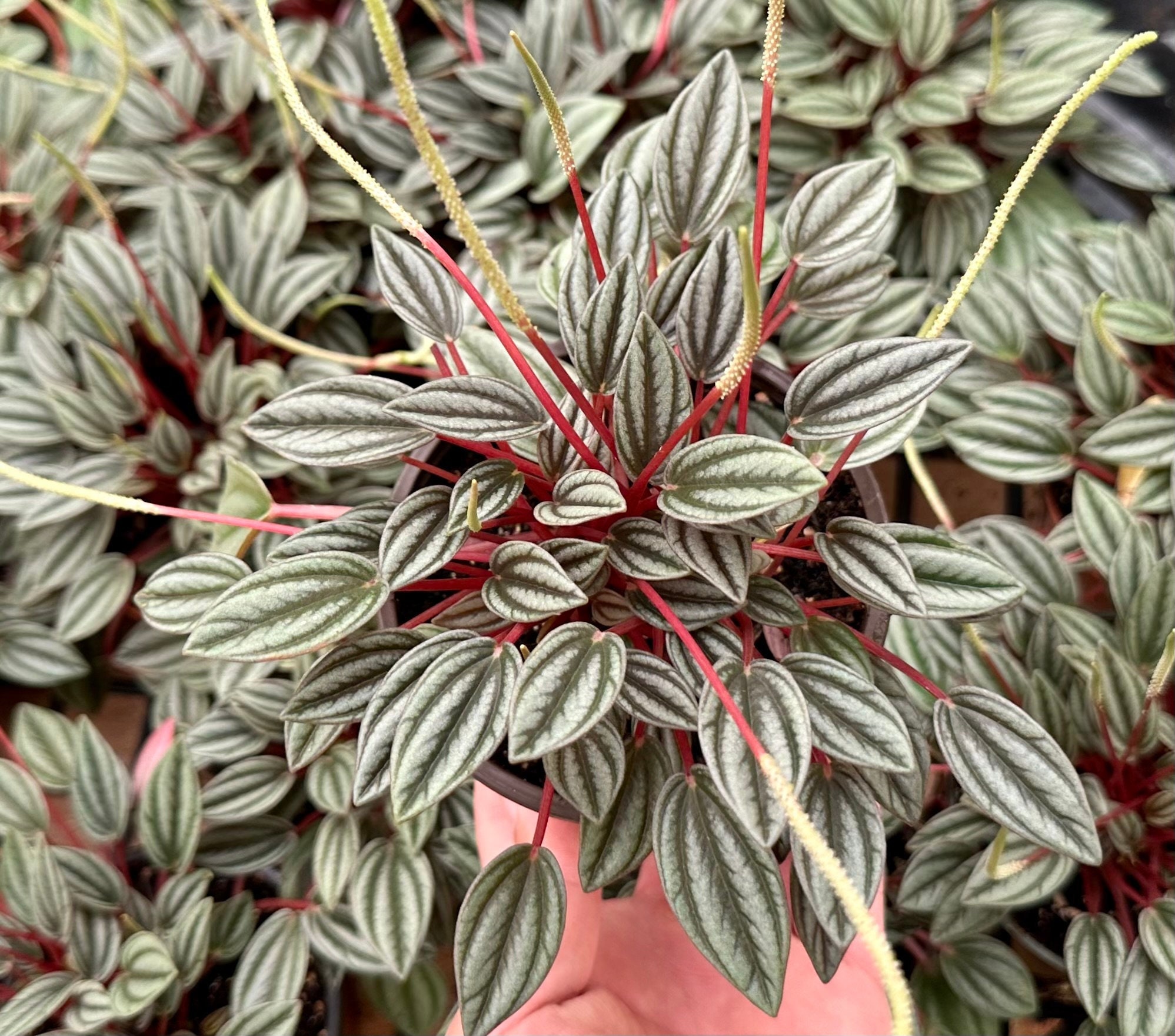 Peperomia Rosso, Tropical Plant, Houseplant in 2