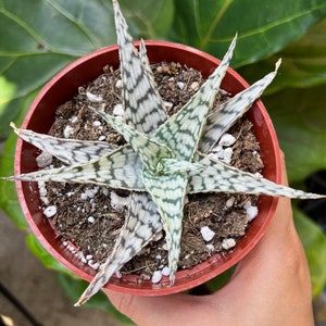 White Aloe Vera - Etsy