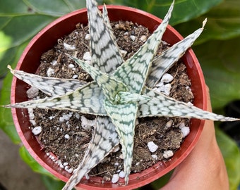 Aloe 'snowstorm' - 6" Potted Succulent - Etsy