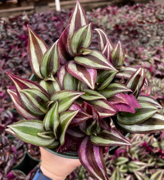 Wandering Jew, Tradescantia Zebrina, Inch Plant, Purple Live Plant, Rare Houseplant in 2", 4'', 6'' pot