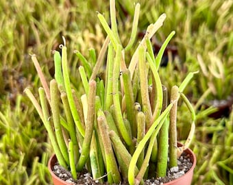 Euphorbia Tirucalli, Pencil Cactus, Fire Sticks, Outdoor Plant, Gardening, Easy Care Plant, Succulent Cuttings, 4" pot
