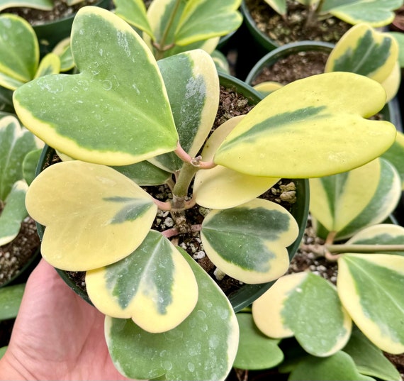 Variegated Heart Leaf Hoya, Variegated Hoya Kerrii, Sweetheart Plant, Live Plant in 2", 4", 6" pot