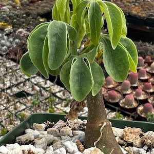 May include: A small potted plant with large, rounded green leaves with light green edges. The plant has a thick, brown trunk and is surrounded by small white rocks. The pot is green, and other plants are visible in the background.