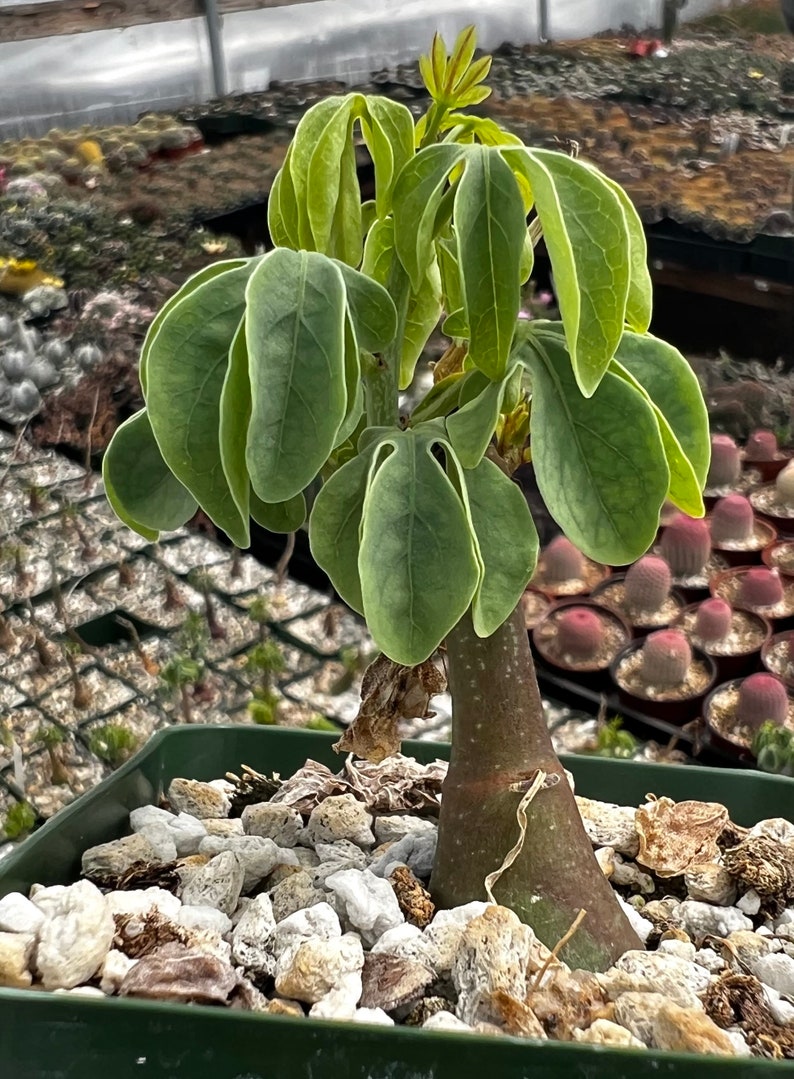 Adenia Glauca, Suculenta rara, Planta de interior única, Planta trepadora en maceta de 3, 3,5, 6 3.5"