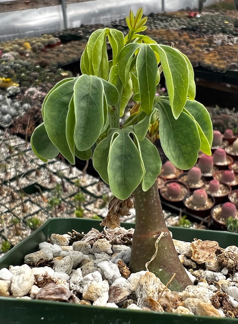 May include: A small potted plant with large, rounded green leaves with light green edges. The plant has a thick, brown trunk and is surrounded by small white rocks. The pot is green, and other plants are visible in the background.