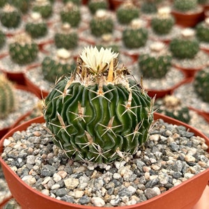 Stenocactus Multicostatus, Brain Cactus in 3", 6" pot