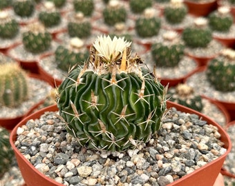 Stenocactus Multicostatus, Brain Cactus in 3", 6" pot