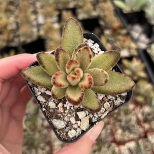 Kalanchoe Tomentosa Chocolate Soldier 2”
