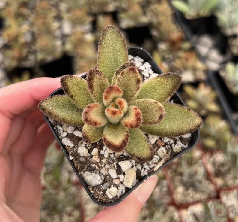Propagate easily