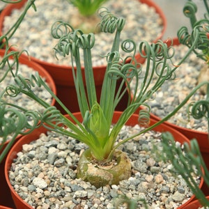 May include: Close-up of a potted plant with long, green, curly leaves. The plant is in a brown pot with small, grey stones.