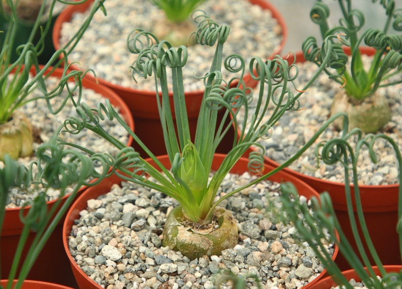 May include: Close-up of a potted plant with long, green, curly leaves. The plant is in a brown pot with small, grey stones.