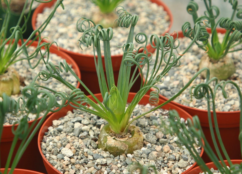 Albuca Spiralis, Frizzle Sizzle, tire-bouchon Albuca, succulente exotique rare, mini plante, herbe frisée en pot de 4 po, 6 po 6"