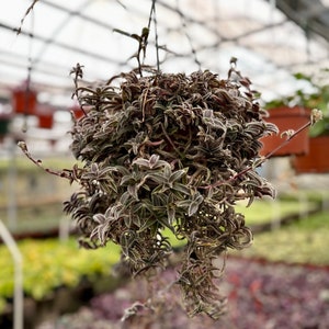 Kitten Ears, Cyanotis Somaliensis, Cute Succulent, Live Plant in 2&#39;&#39;, 4”, 6&quot; pot