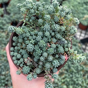 Sedum Dasyphyllum Major, Sedum Major, Rare Succulent, Live Plant in 2&quot;, 4&#39;&#39;, 6&quot; pot