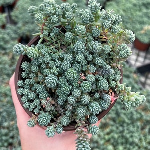 Sedum Dasyphyllum Major, Sedum Major, Rare Succulent, Live Plant in 2", 4'', 6" pot