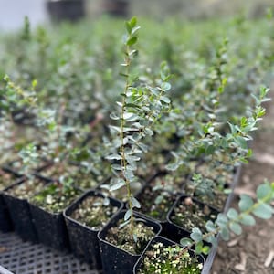 Parvifolia Eucalyptus, Live Evergreen Tree, Unique Plant, Baby Tree, Live Plant in 2.5'' pot image 2