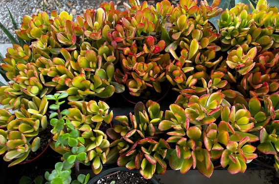 Crassula Ovata 'Hummel Sunset' (4 inch) 1 Plant / Nursery pot