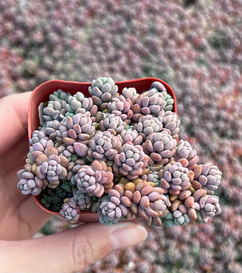 Sedum Dasyphyllum, Sedum Minor, Small Succulent, Live Plant in 2'', 4'', 6 pot image 6