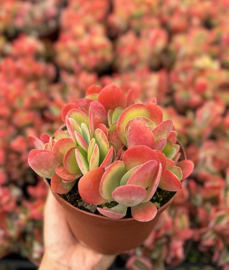 Puede incluir: Primer plano de una planta suculenta en maceta, con hojas redondeadas de color rojo-rosa y verde. La planta est&aacute; en una maceta marr&oacute;n, sostenida por una mano. El fondo est&aacute; lleno de plantas similares, creando un fondo borroso y colorido.