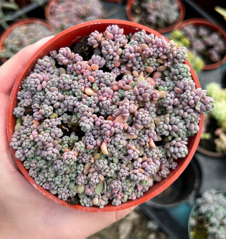 Sedum Dasyphyllum, Sedum Minor, Small Succulent, Live Plant in 2'', 4'', 6 pot image 4