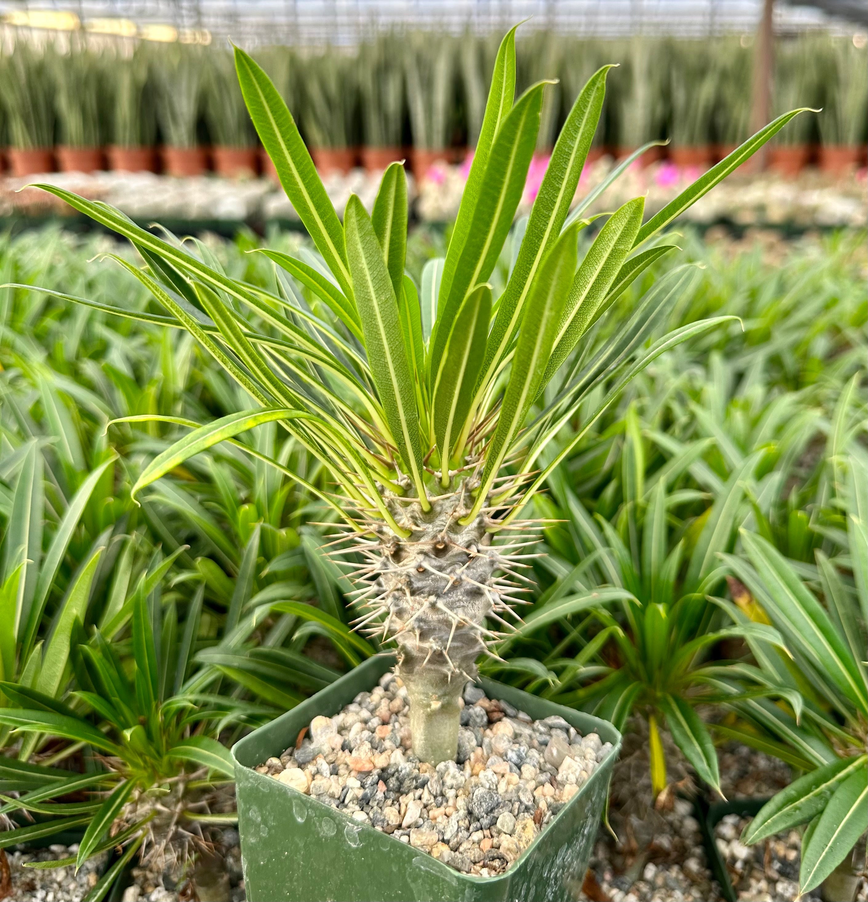 Pachypodium Gracilius - Etsy Pachypodium Gracilius - Etsy