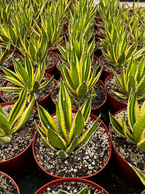ananas agave Pineapple Agave 12"  Not Just For The Garden
