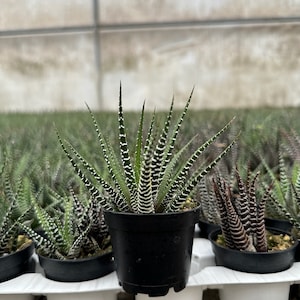 Zebra Plant, Haworthia Fasciata, Small Succulent, Easy care plant in 2, 4 pot image 3