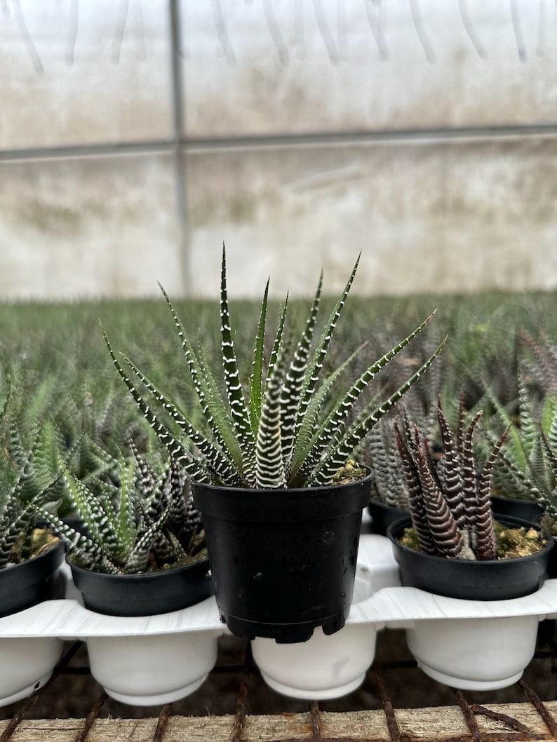Zebra Plant, Haworthia Fasciata, Small Succulent, Easy care plant in 2, 4 pot image 3