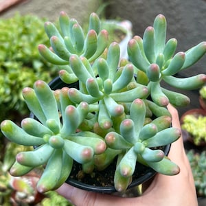 Jelly Beans, Sedum Pachyphyllum Rose, Live Succulent In 2, 4'' Pot image 1