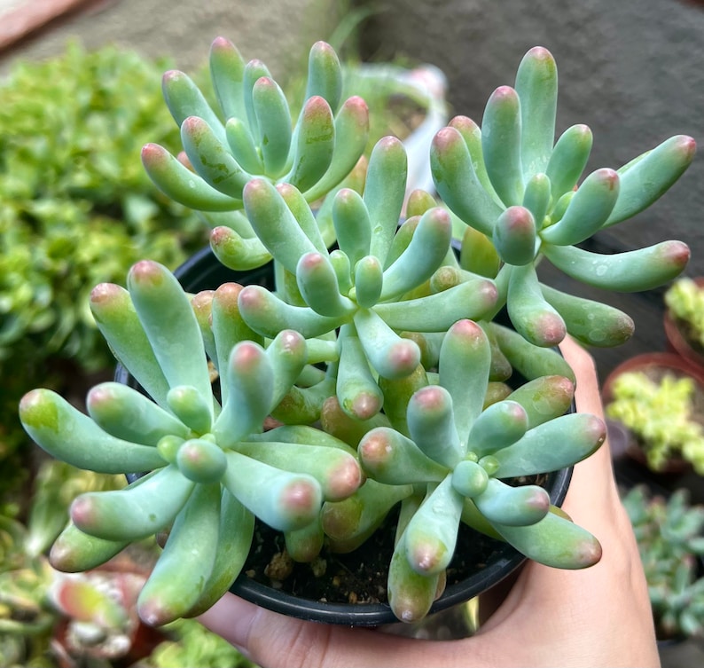 Jelly Beans, Sedum Pachyphyllum Rose, Live Succulent In 2, 4'' Pot image 1