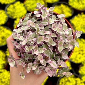 Limited Offer: 4'' Pink Panther 50% Off, Callisia Repens, Pink Tradescantia, Pink Lady Plant, Trailing Succulent, Live Potted Plant image 3