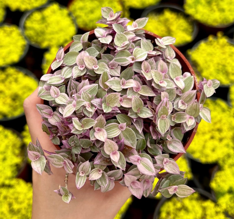 Limited Offer: 4'' Pink Panther 50% Off, Callisia Repens, Pink Tradescantia, Pink Lady Plant, Trailing Succulent, Live Potted Plant image 3