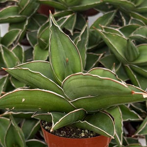 May include: Close-up of a Sansevieria plant, also known as a snake plant, in a small brown pot. The plant features broad, green leaves with white and red edges. The leaves are arranged in a rosette pattern, with several other similar plants in the background.