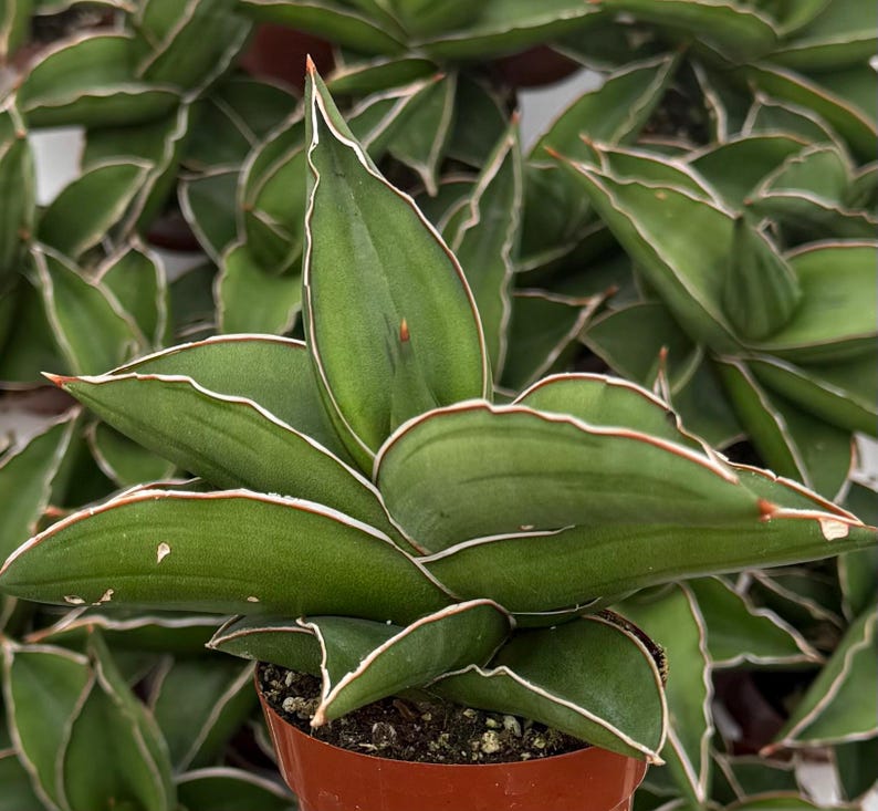 May include: Close-up of a Sansevieria plant, also known as a snake plant, in a small brown pot. The plant features broad, green leaves with white and red edges. The leaves are arranged in a rosette pattern, with several other similar plants in the background.