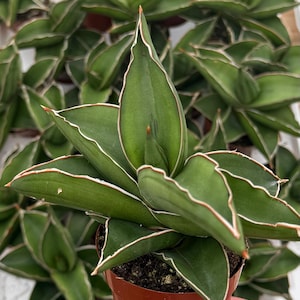 May include: Close-up of a potted Sansevieria plant, also known as a snake plant. The plant features thick, green leaves with white and red edges. The leaves are arranged in a rosette pattern, and the plant is in a small, brown pot.