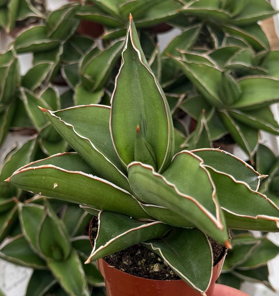 Samurai Snake Plant, Dracaena Hanningtonii, Dwarf Sansevieria, Rare Succulent in 4" pot