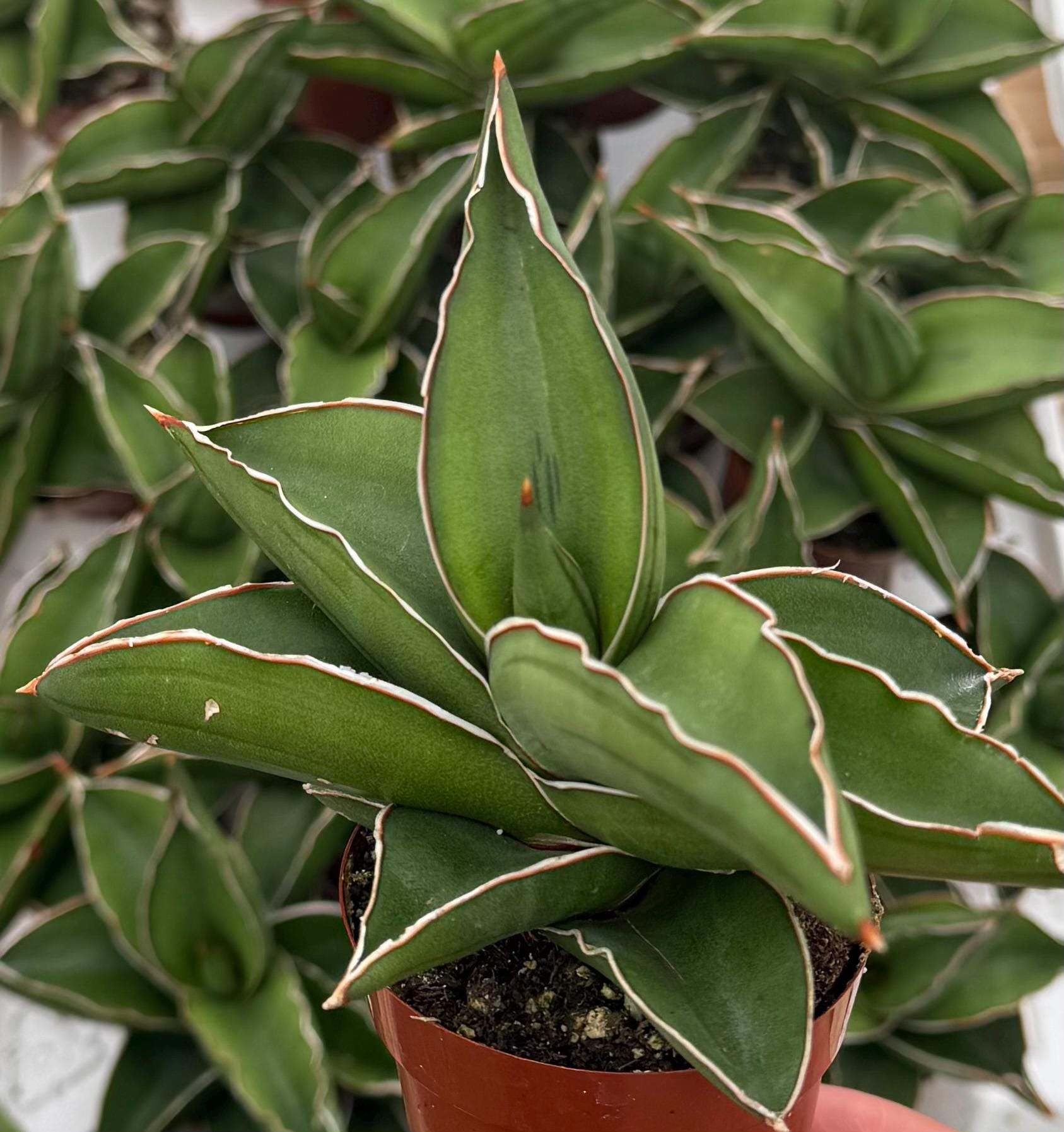 Samurai Snake Plant, Dracaena Hanningtonii, Dwarf Sansevieria, Rare  Succulent in 4" Pot - Etsy
