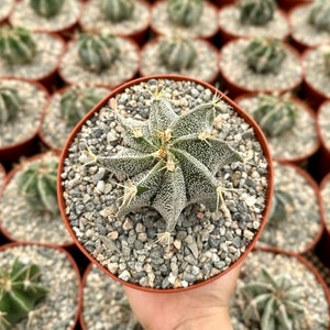 May include: A small, green cactus with white spots in a brown pot. The cactus is surrounded by other cacti in brown pots.