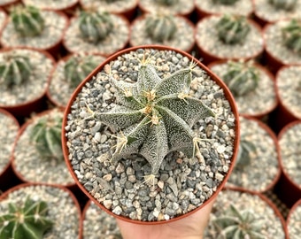 Astrophytum Ornatum, Bishop's Cap, Monk's Hood, Start Cactus, Rare Cactus in 3", 6" pot