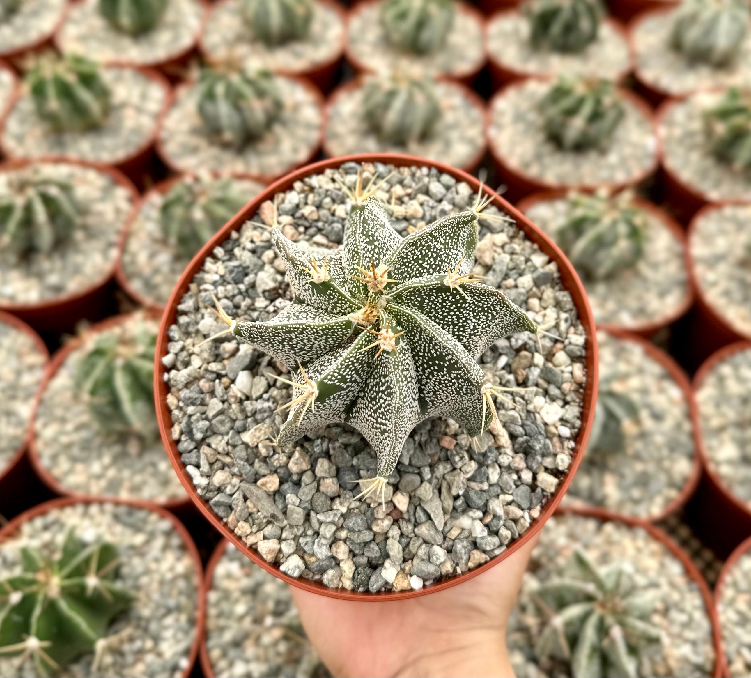 Astrophytum Ornatum, Bishop's Cap, Monk's Hood, Start Cactus, Rare