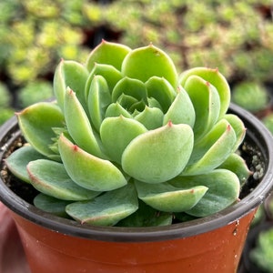 May include: A small green succulent plant with red edges on the leaves, growing in a brown plastic pot.